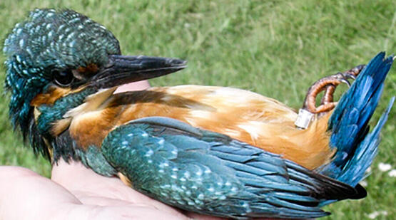 Eisvogel